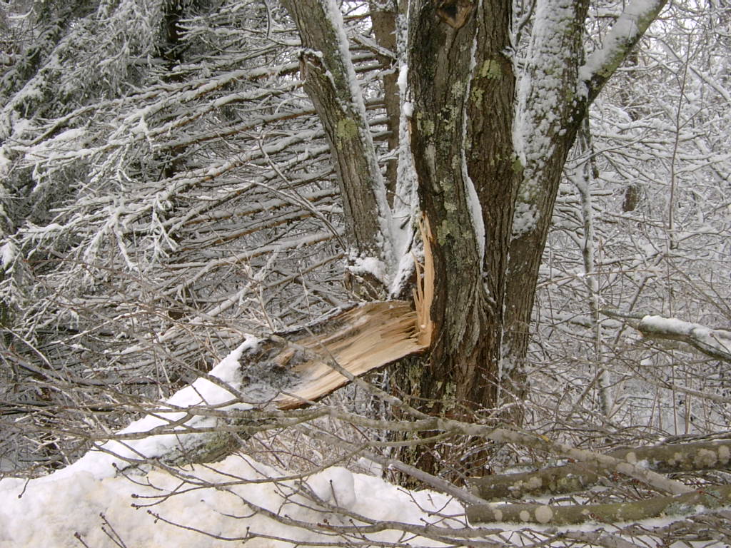 tree damage