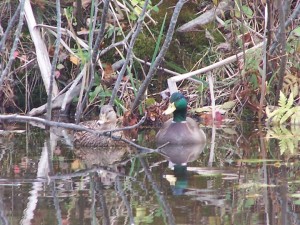 two ducks in a fall pond. Photo by Denis Hartley